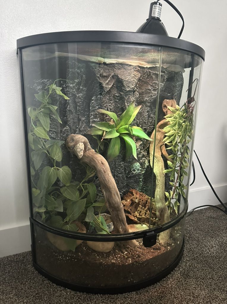 Tangerine Crested Gecko + Everything You Need