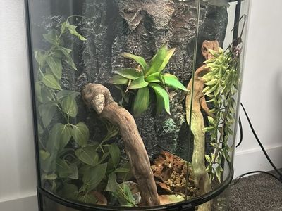 Tangerine Crested Gecko + Everything You Need