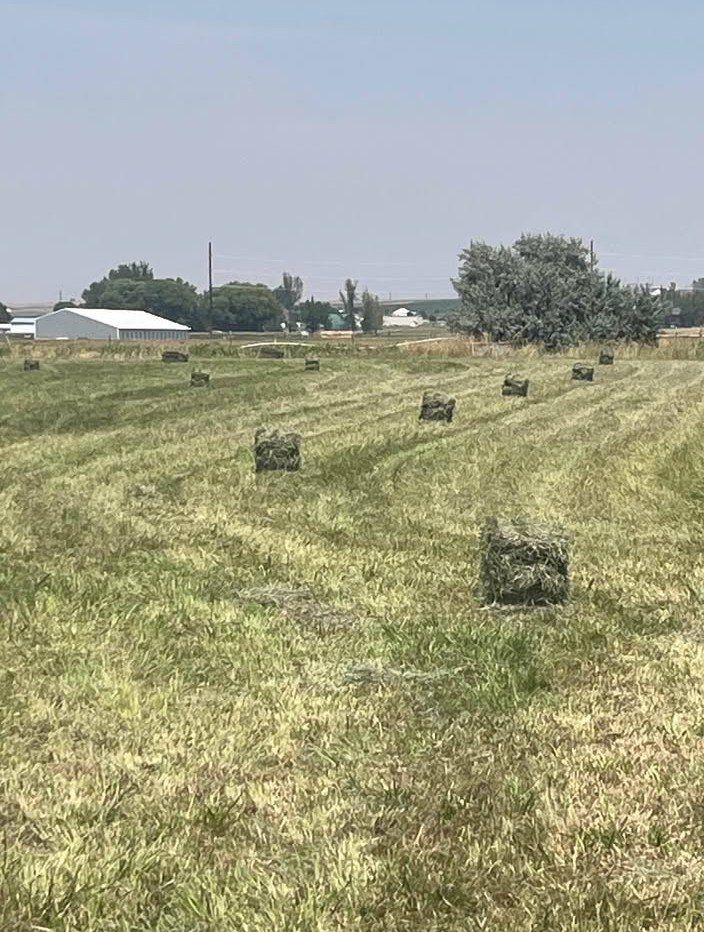 70 pound grass WEED FREE