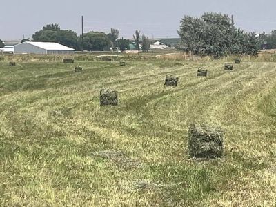 70 pound grass WEED FREE