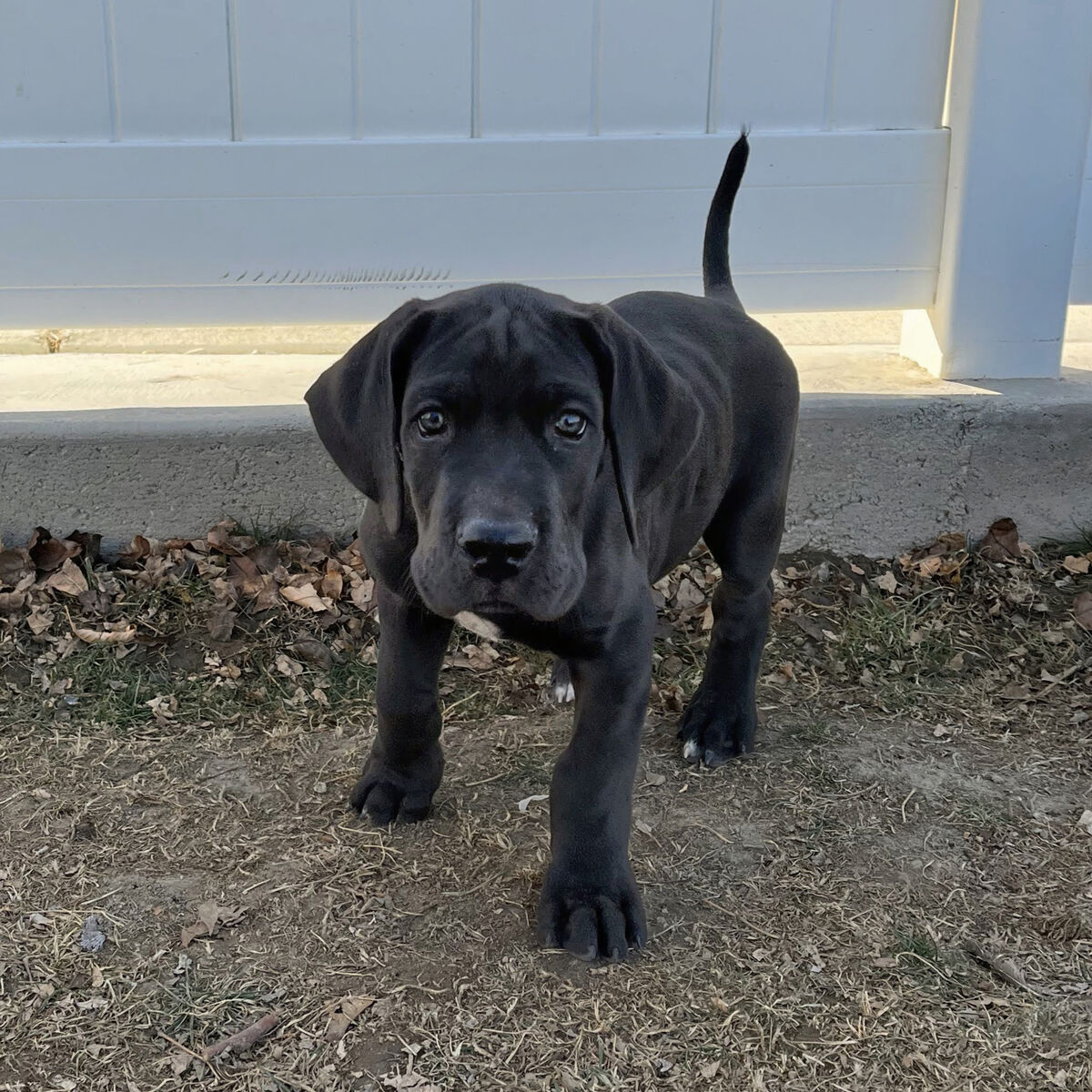 AKC GREAT DANE PUPPIES RTG