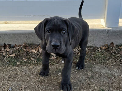 AKC GREAT DANE PUPPIES RTG
