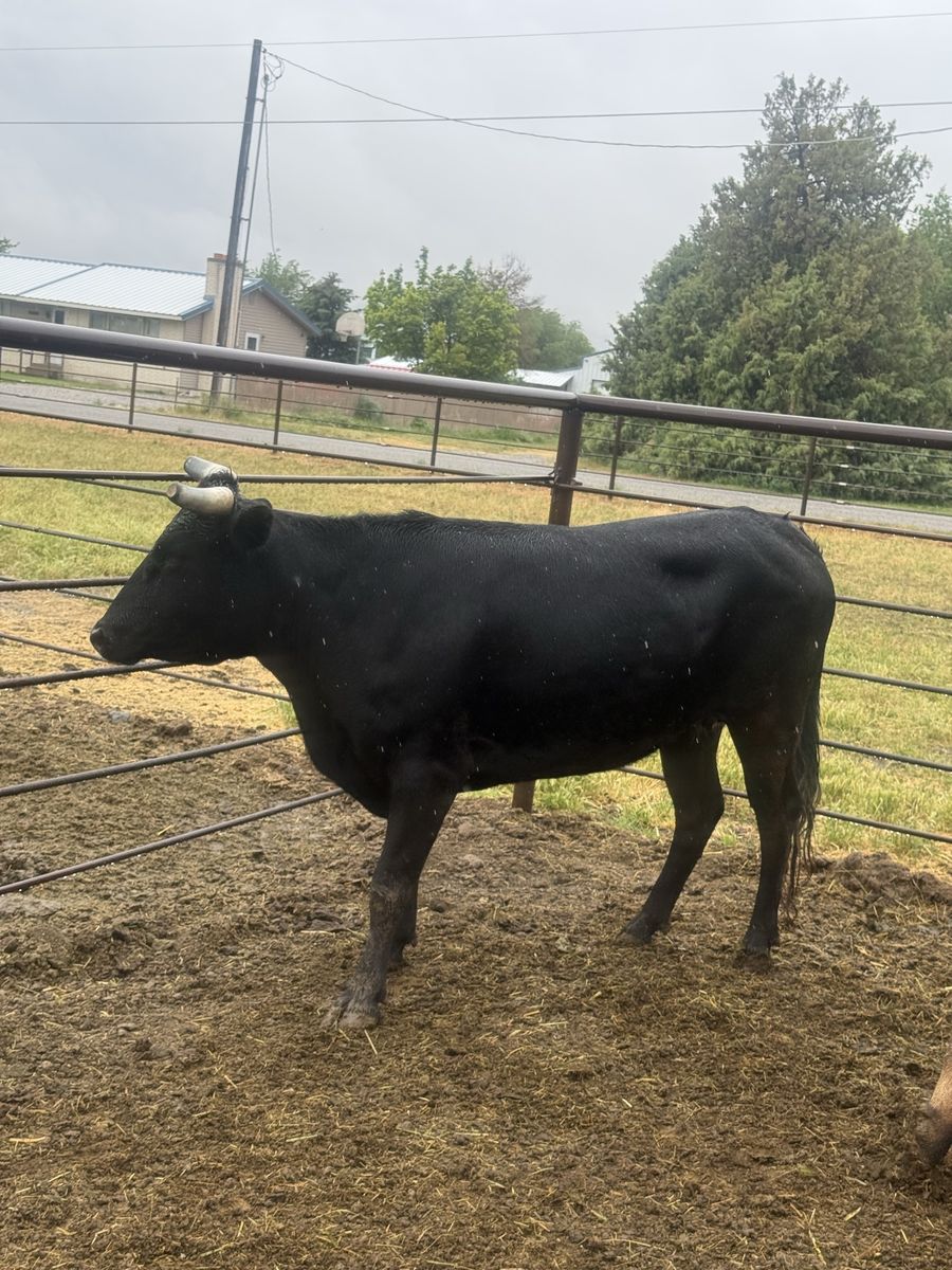 Bred Corriente cow
