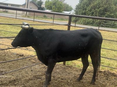 Bred Corriente cow