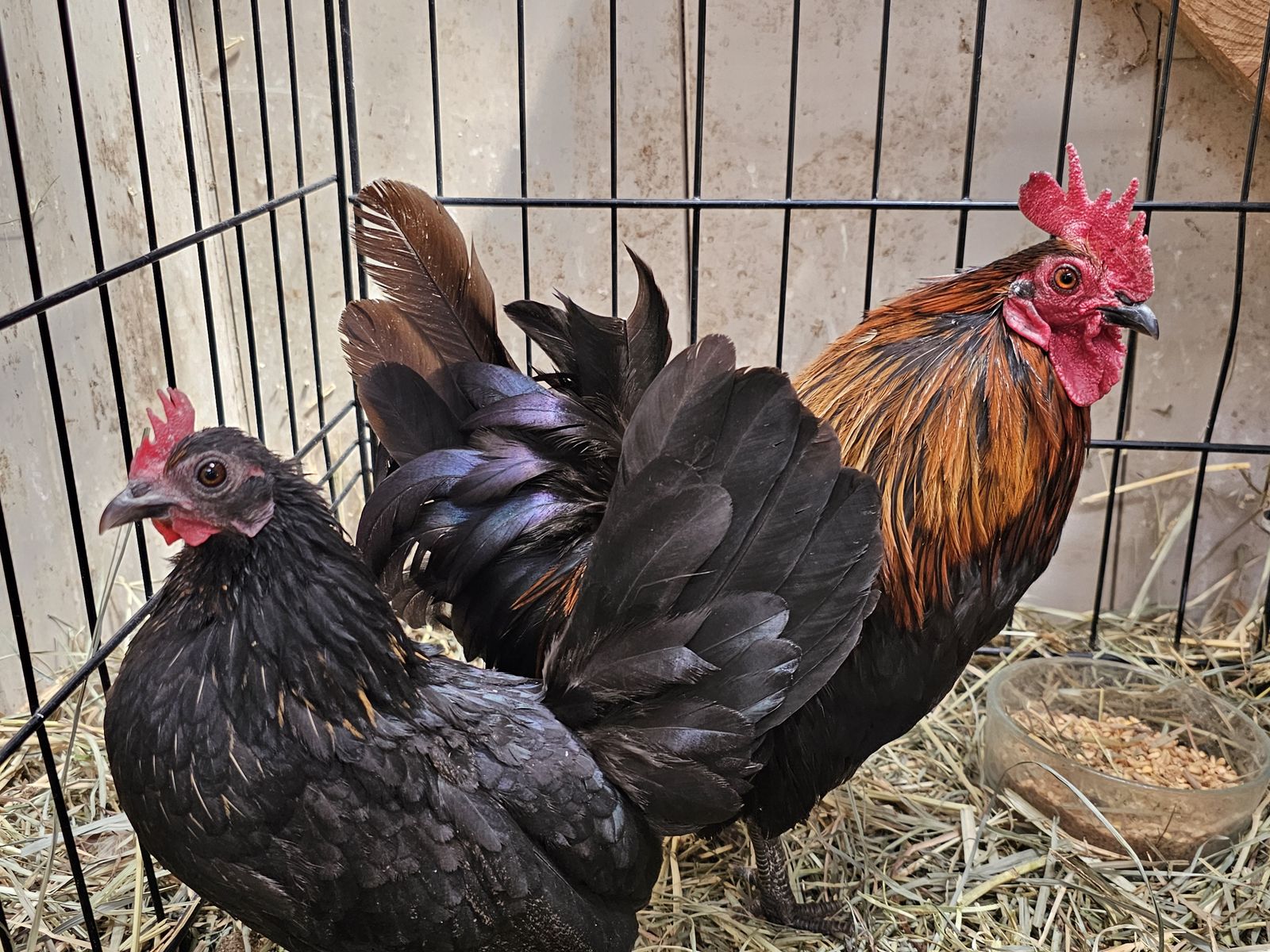 FREE Serama hen and rooster chickens