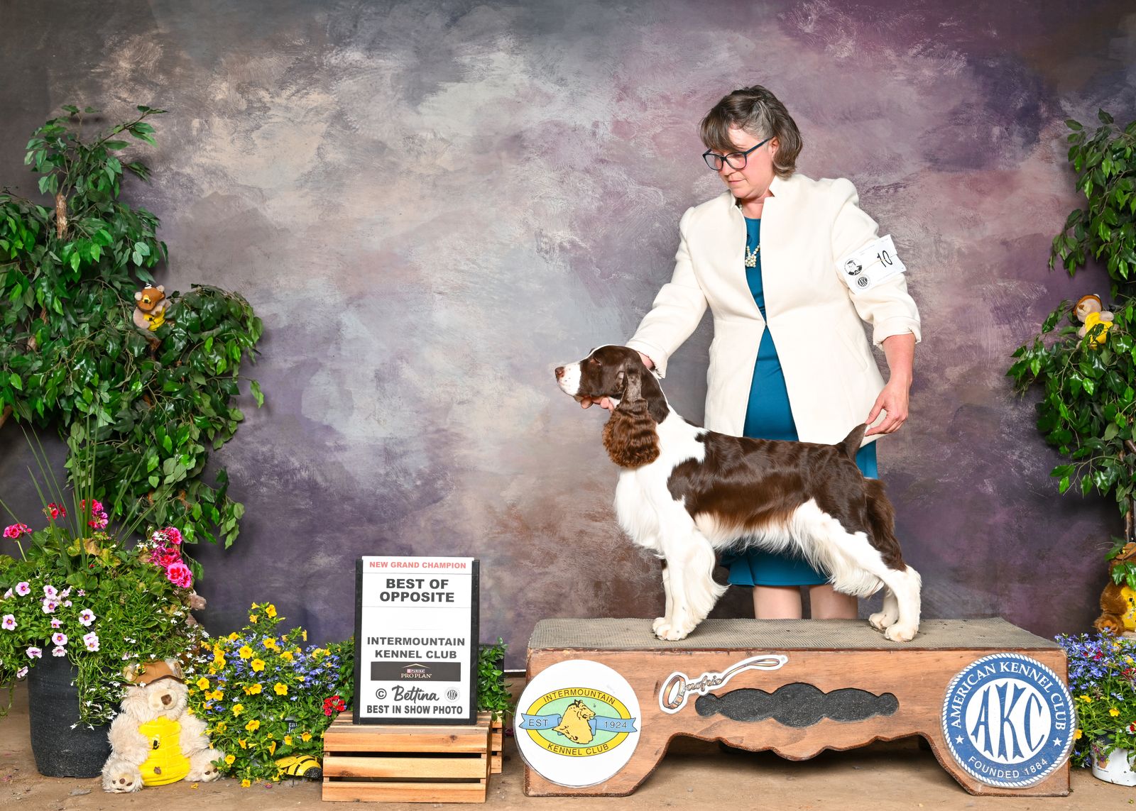 English Springer Spaniels expected in June Grand Champion Parents