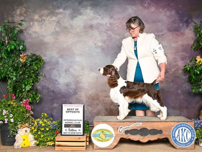English Springer Spaniels expected in June Grand Champion Parents