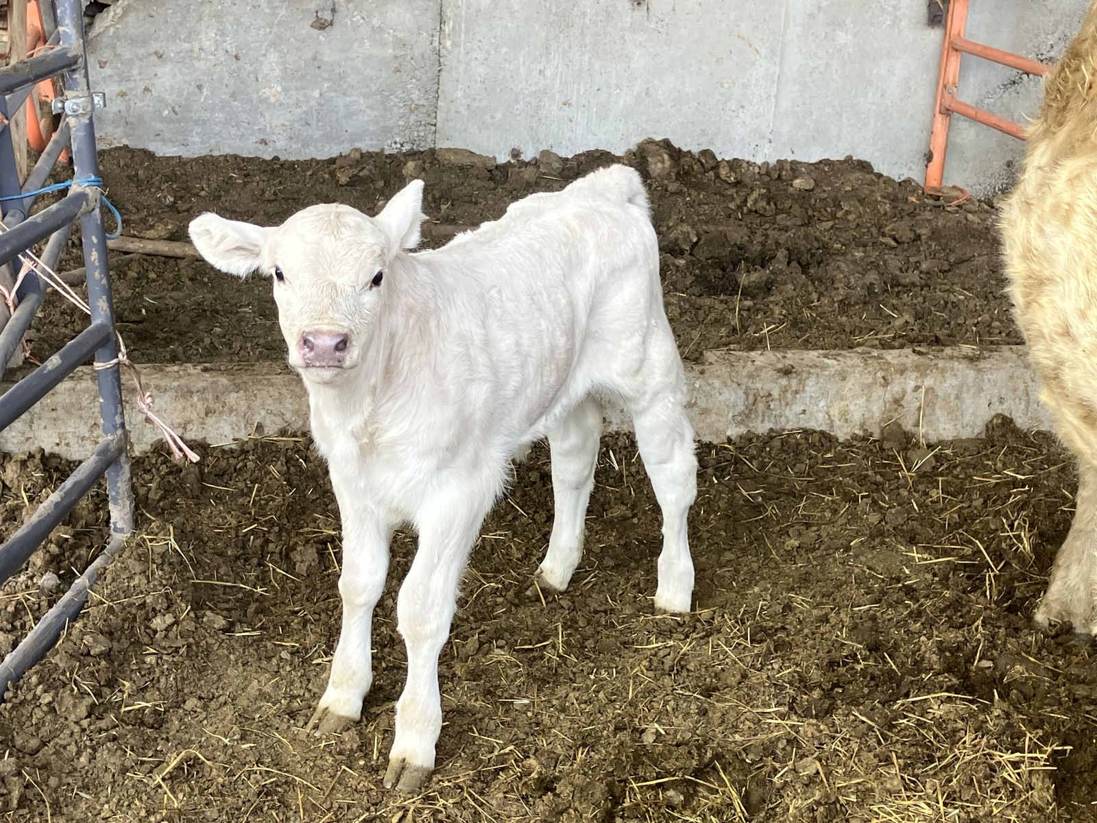 Cow Calf Pair (Bull Calf) For Sale