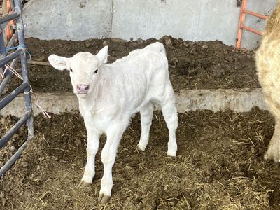 Cow Calf Pair (Bull Calf) For Sale