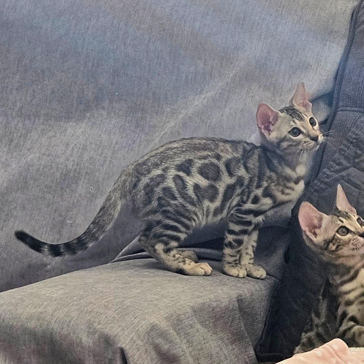 ONE BOY LEFT!  Little old soul ️ Silver Bengal Kitten TICA Registered • Hypoallergenic Ready for His Forever Home ️