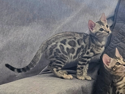 ONE BOY LEFT! Little old soul ️ Silver Bengal Kitten TICA Registered • Hypoallergenic Ready for His Forever Home ️