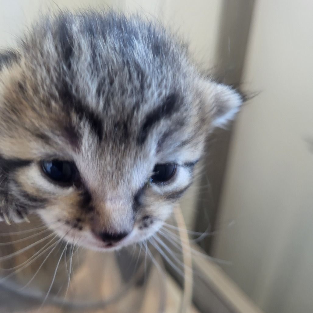 Hello my name is Wibble