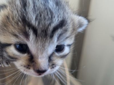 Hello my name is Wibble