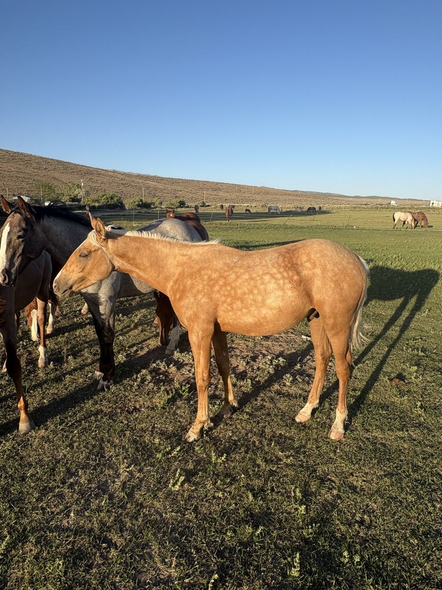 AQHA Yearling Gelding