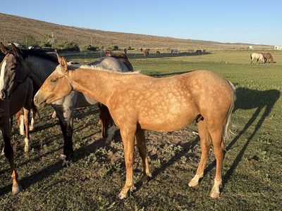 AQHA Yearling Gelding