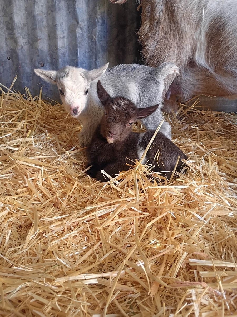 Nigerian Dwarf bottle babies ADGA registerable