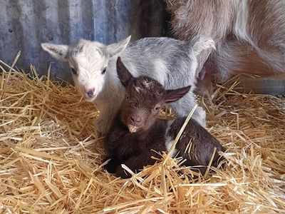 Nigerian Dwarf bottle babies ADGA registerable