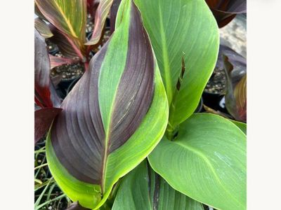 Canna lillies/ kaleidoscope canna's