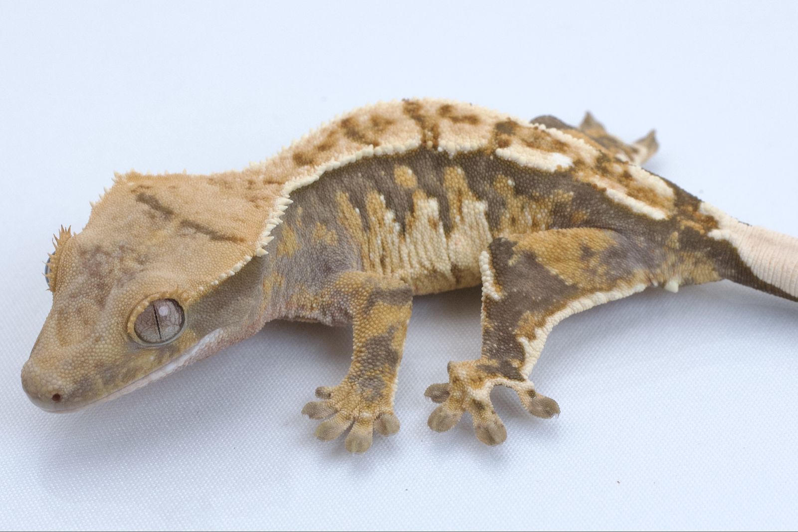 Young Crested Gecko