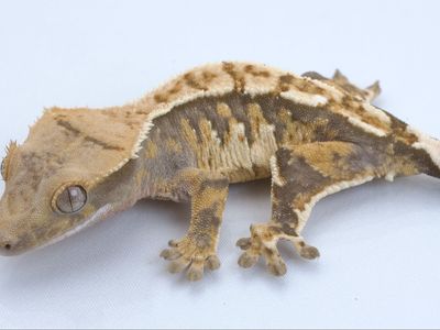 Young Crested Gecko