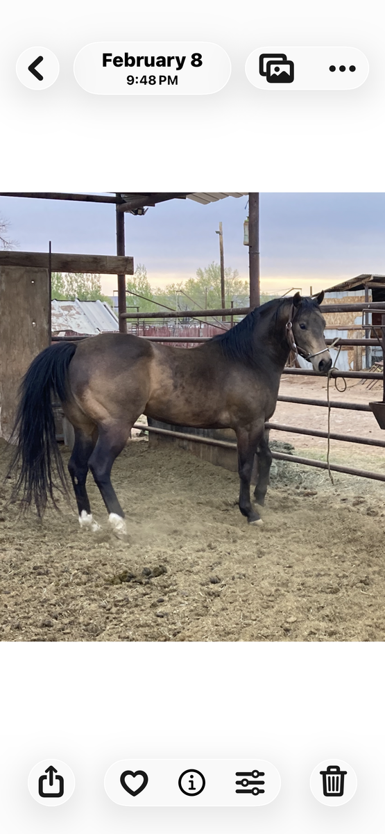 11 year-old AQHA buckskin stallion for sale