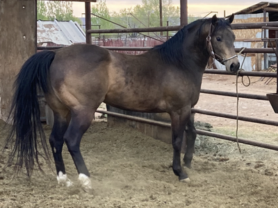 11 year-old AQHA buckskin stallion for sale
