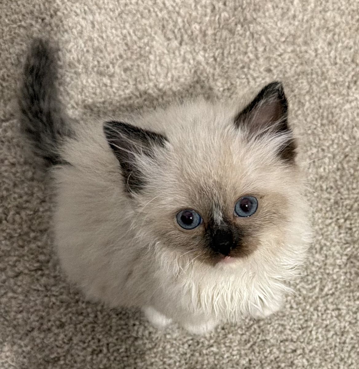 7 week old Ragdoll kitten