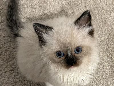 7 week old Ragdoll kitten