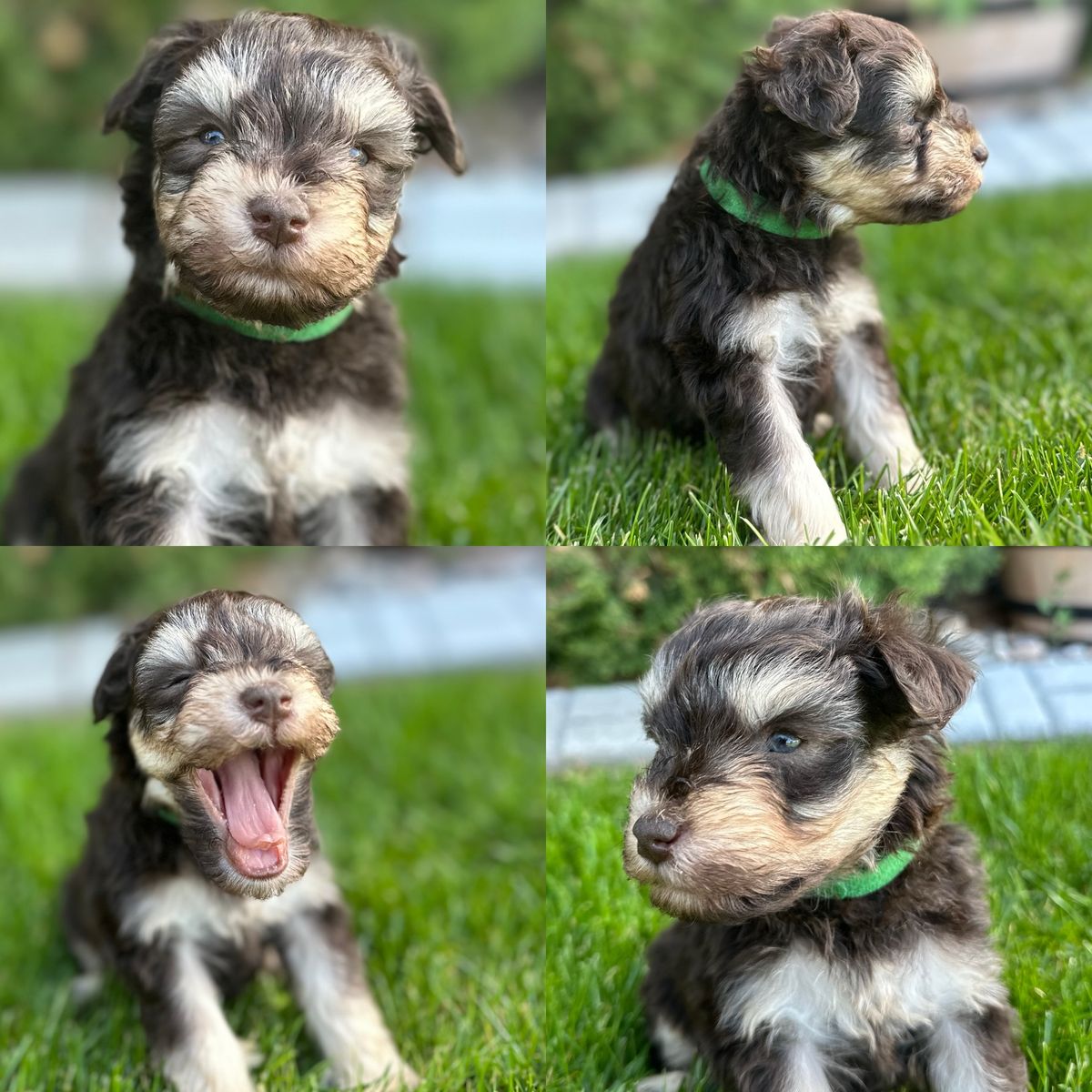 Miniature Schnauzer Puppies