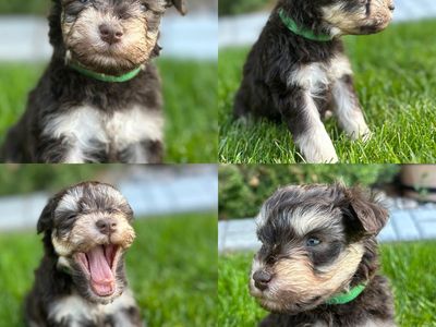 Miniature Schnauzer Puppies