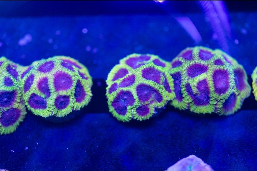 Saltwater Corals
