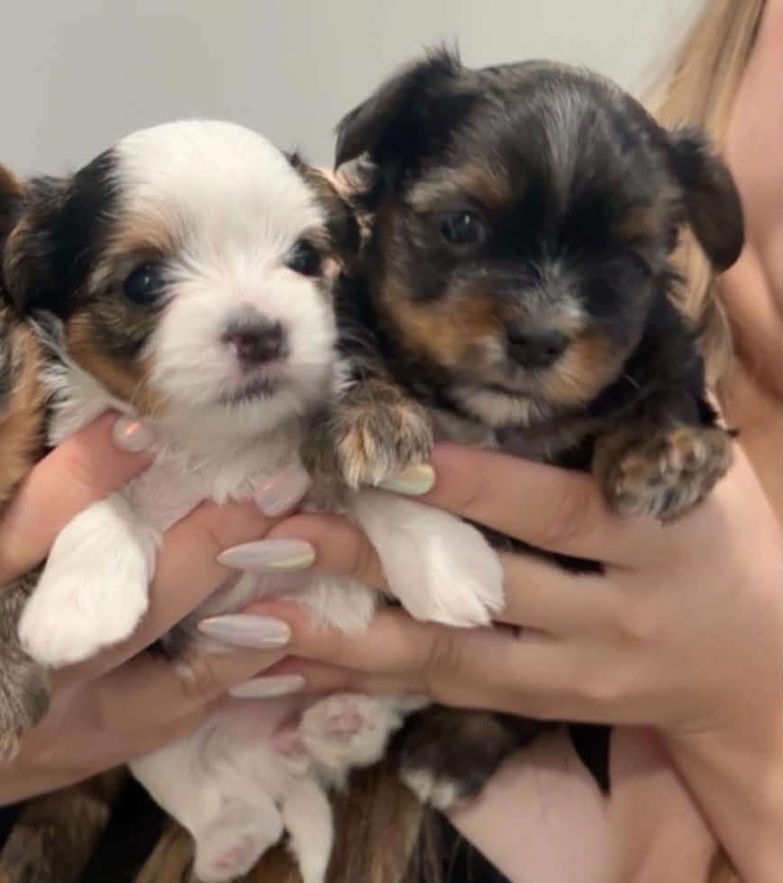 CKC Morkie Puppies - Female, Hypoallergenic, Dewclaws Removed, Ready Soon!