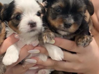 CKC Morkie Puppies - Female, Hypoallergenic, Dewclaws Removed, Ready Soon!