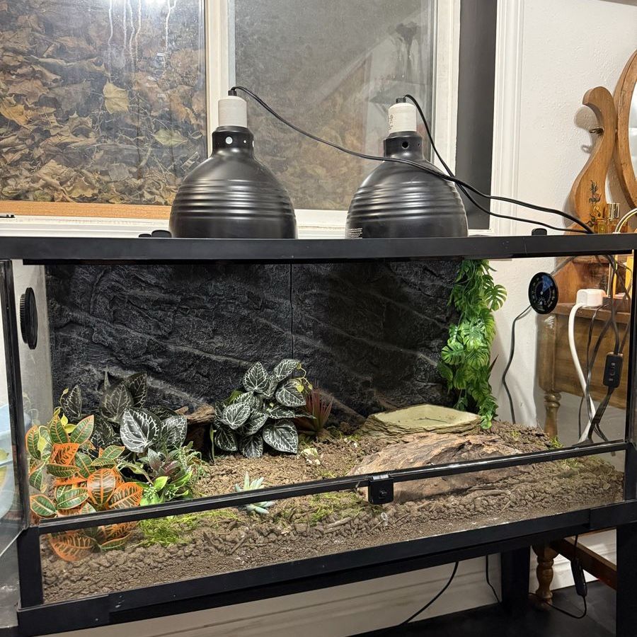 Reptile Tank