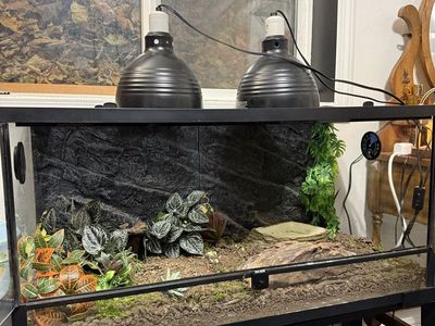 Reptile Tank