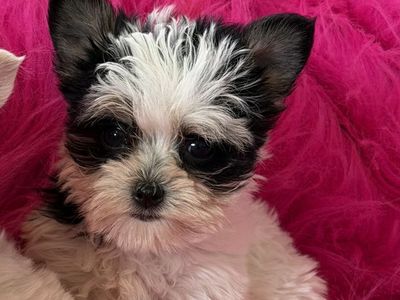 Adorable Little Yorkie Girls Yorkies Puppies