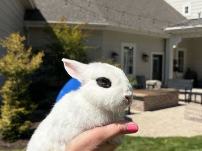 White Male Dwarf Hotot - Easy to Litter Train