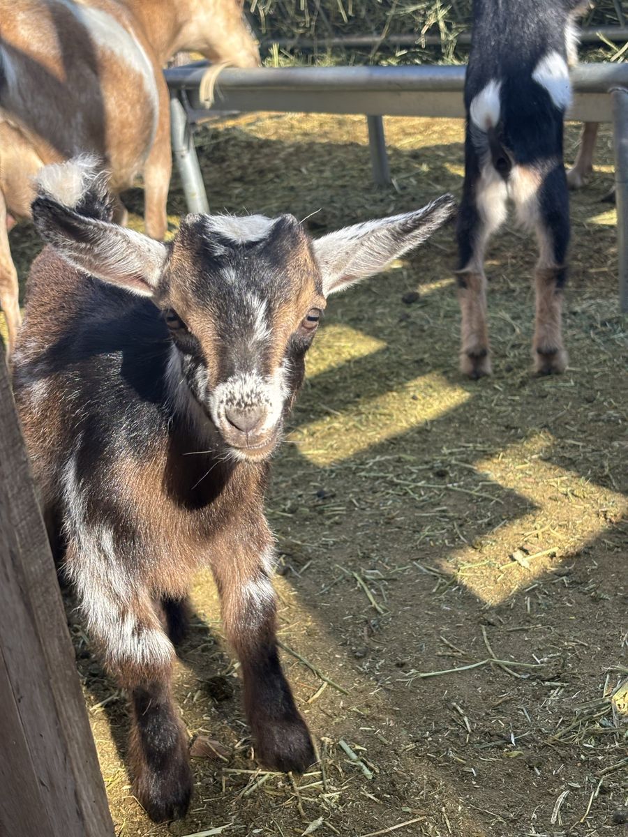 Nigerian Dwarf Buckling