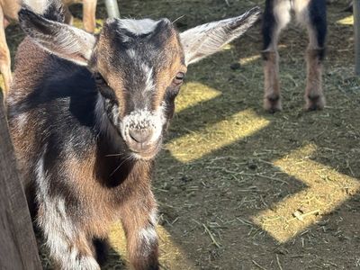 Nigerian Dwarf Buckling