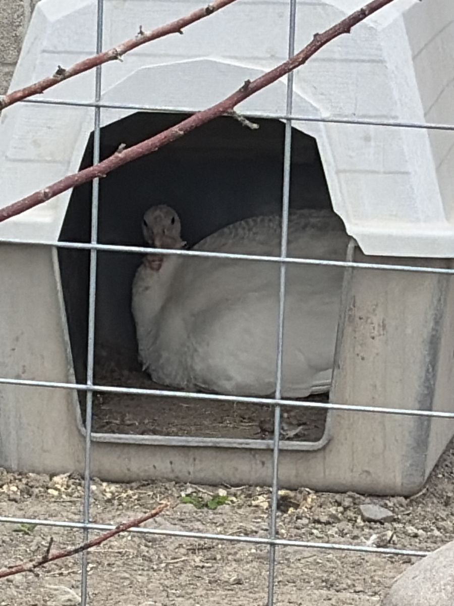 Turkeys