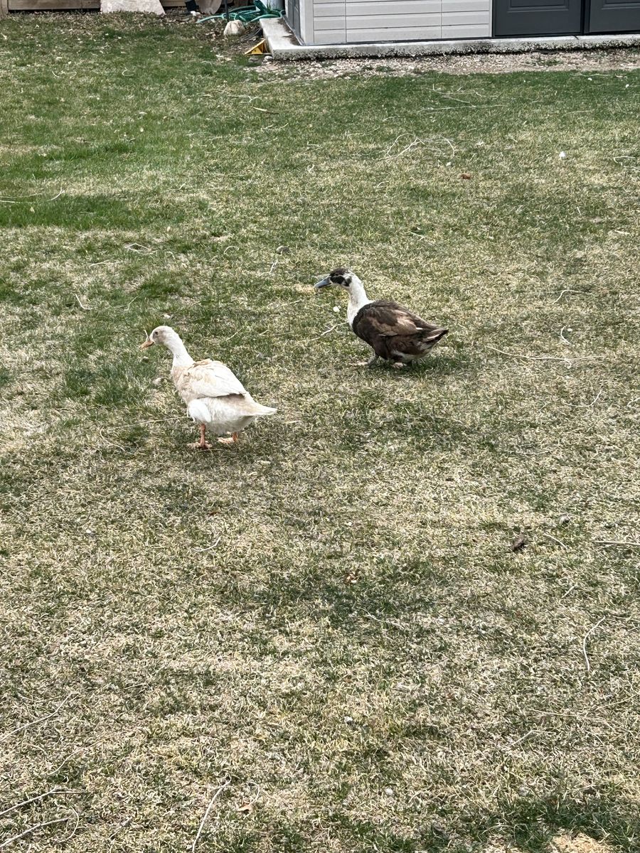 Free Egg Laying Female Ducks