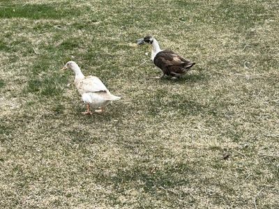 Free Egg Laying Female Ducks