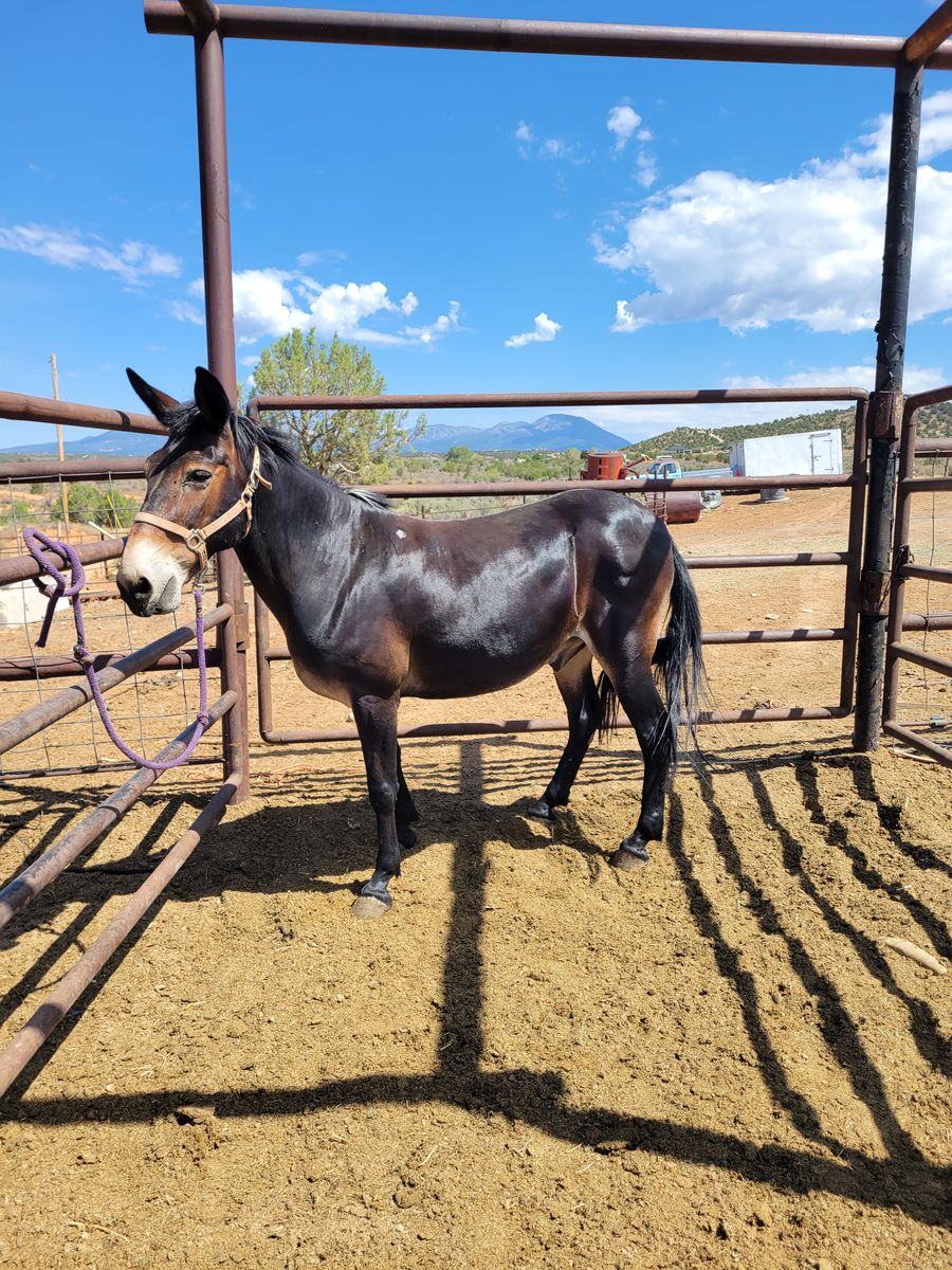 Mule