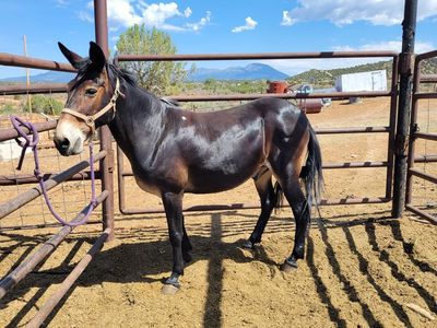 Mule