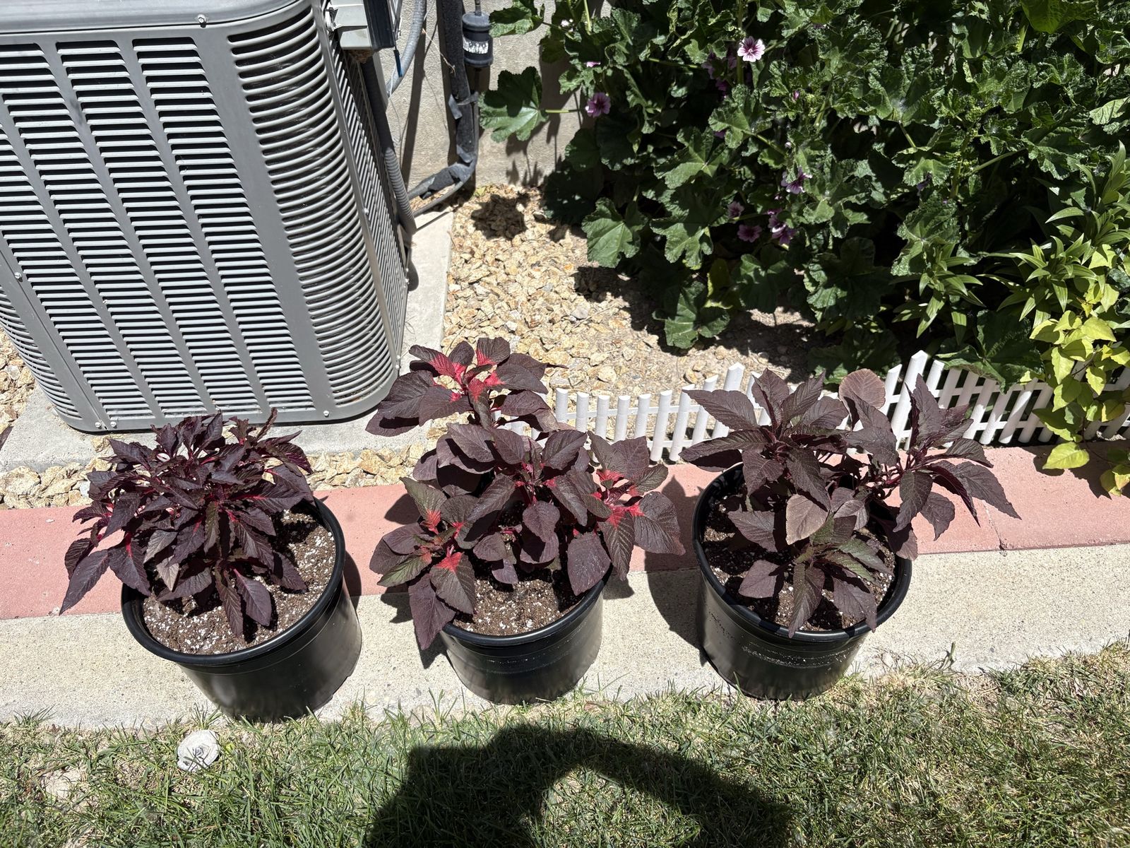 Joseph’s Coat Amaranth Ornamental Plants