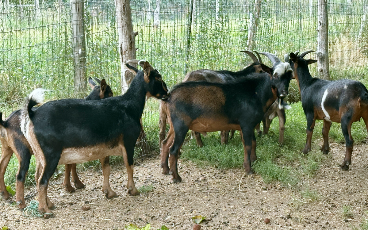 Nigerian dwarf goats