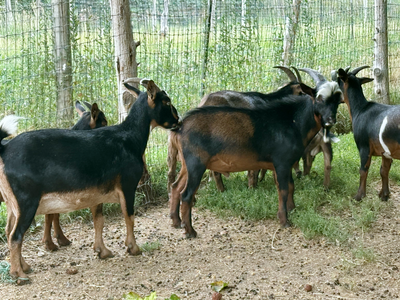Nigerian dwarf goats