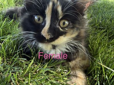 Kittens