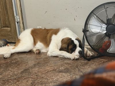 Saint Bernard