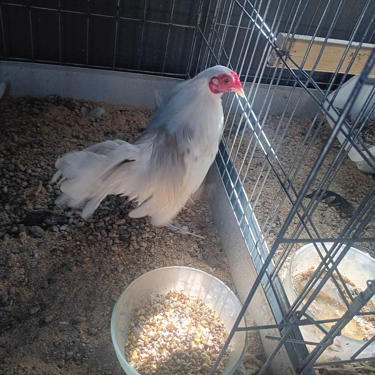Azteca rooster. Beautiful young azteca rooster.  White with a bit of red Pyle 